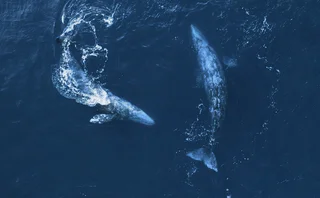 whale migration