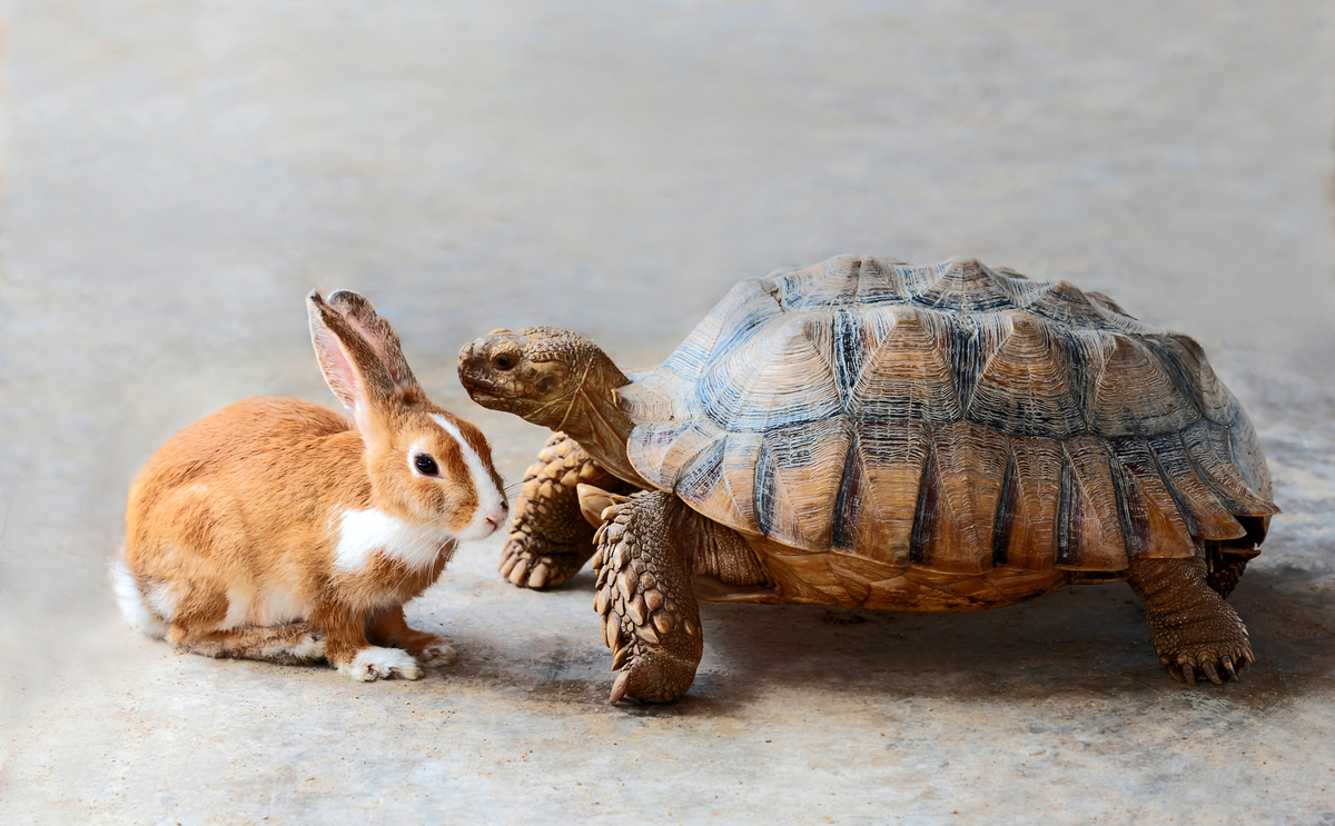 Tortoise and the hare: Nasdaq gears up for 1st migration in a long journey to AWS - Vimarsana News