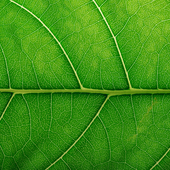 leaf-closeup
