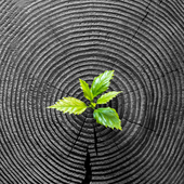 tree-age-rings-with-fresh-sprouts