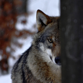 wolf lurking