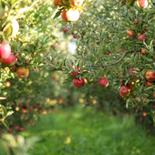 orchard