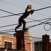 monkey