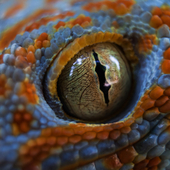 lizard eye