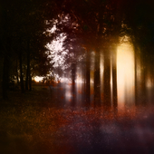 Abstract and mysterious background of blurred forest. Filtered image. Halloween concept
