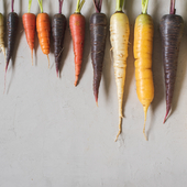 Multicolored home grown fresh organic carrots arranged in size on a light gray background