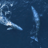 whale migration